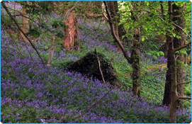 Areas of Natural Importance